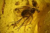 Detailed Fossil Millipede (Diplopoda) & Fly (Diptera) in Baltic Amber #142216-1